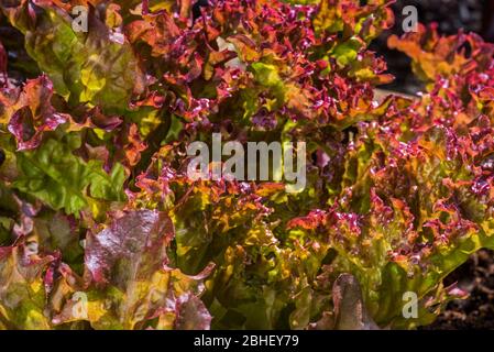 Lattuga rossa fresca (Lactuca sativa), primo piano di foglie Foto Stock