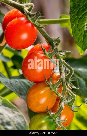 Primo piano di pomodori ciliegini rossi maturi e non maturi Foto Stock