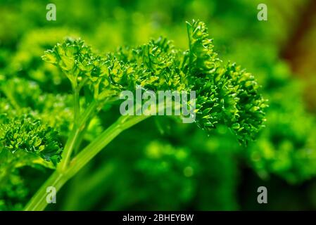 Prezzemolo da giardino (croccante di Petroselinum) primo piano delle foglie Foto Stock