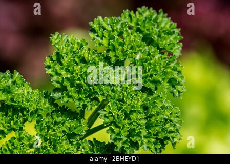 Prezzemolo da giardino (croccante di Petroselinum) primo piano delle foglie Foto Stock