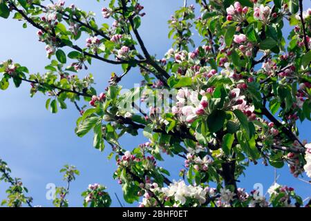 Apple Blossom in primavera Foto Stock