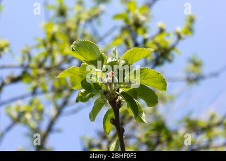 Apple Blossom in primavera Foto Stock