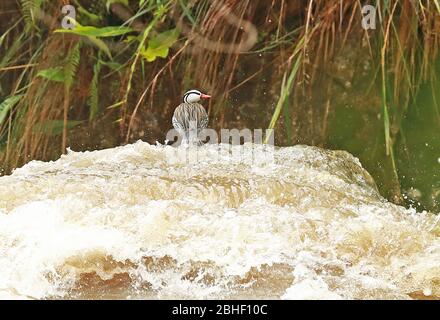 Anatra torrente (Merganetta armata leucogenis) maschio adulto in piedi sulla roccia nel fiume Atuen, Perù marzo Foto Stock