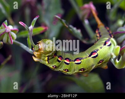 Macro shot di una linea Hyles, o white-fianched Sfinx caterpillar che si nutra di vegetazione. Foto Stock