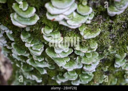 Funghi di mensola che crescono su un tronco di albero Foto Stock