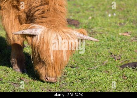 Primo piano della testa di un vitello da pascolo (razza scozzese delle Highland). Fornendo latte e carne di manzo. Concetto per bestiame, agricoltura ecologica. Foto Stock