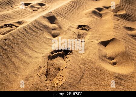 Impronte nella sabbia. Molta sabbia. Paesaggio desertico. Foto Stock