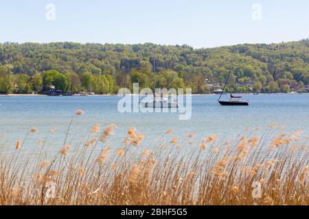 Due barche a vela - una nera, una bianca - ancorate ad Ammersee (Lago Ammer). Nel bosco di sfondo, nella canna in primo piano. Foto Stock