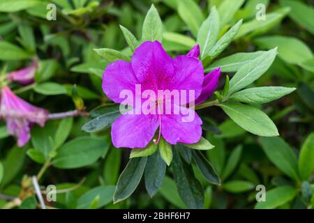 Il rododendro o rododendro pontico, è una specie di rododendro originario dell'Europa meridionale e dell'Asia sud-occidentale. B Foto Stock