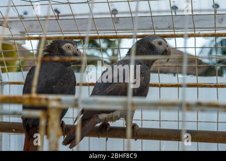 Pappagallo grigio africano (Psittacus erithacus) in gabbie al Coconut Grove Resort vicino a Elmina, Ghana. Foto Stock