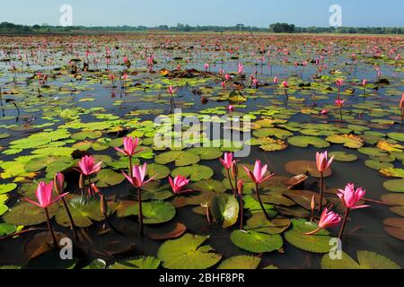 Foto di scorta - il loto, Nelumbo nucifera, localmente conosciuto come 'Padma', è una pianta ninfea acquatica, trovata nelle pianure del Bangladesh. Foto Stock