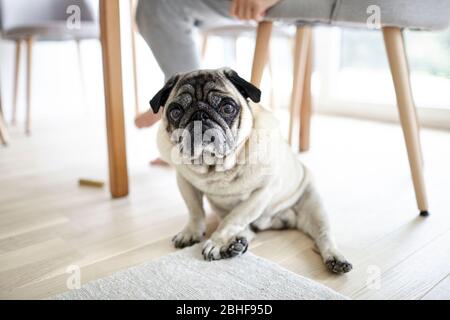 Vecchio cane triste seduto sul pavimento, pug stanco. Anelare sotto un tavolo. Cane tristezza Foto Stock