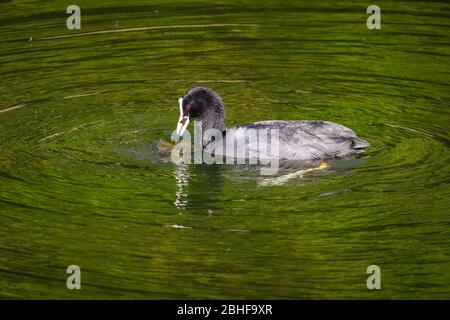 Dülmen, Germania. 25 Aprile 2020. Un piccolo piede (Fulica ATRA) fa onde circolari in acqua come fogliame si riflette verde brillante sulla sua superficie. La fauna selvatica nei parchi locali e nei luoghi di bellezza gode di un sole e tranquillo Sabato pomeriggio con meno di solito famiglie e escursionisti fuori e circa. Nonostante il bel tempo, i visitatori sembrano mantenere le regole e le misure di distanza sociale. Credit: Imageplotter/Alamy Live News Foto Stock