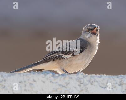 Northern Mockingbird Singing for a Mate Foto Stock