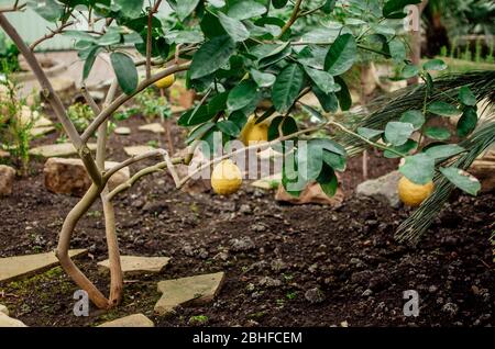 giovane macchia di palme con foglie verdi cresce in un giardino botanico. Sfondo naturale dalle foglie di una pianta di discesa africana. Modello per il design. Foto Stock