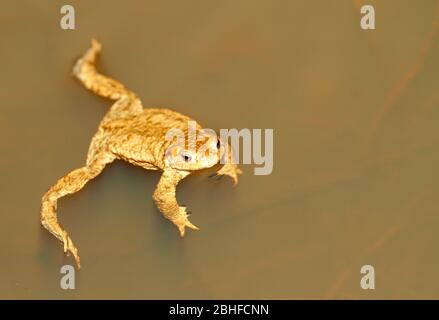 Maschio comune toad, Bufo bufo, galleggianti sulla superficie del laghetto di accoppiamento e in attesa di una femmina. Foto Stock