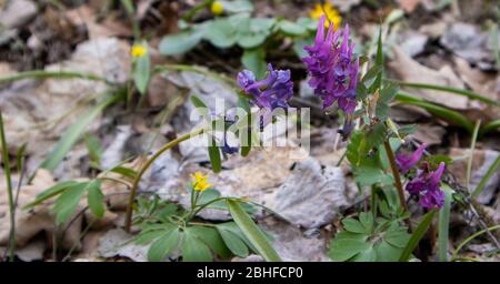 Fiori di foresta. Corydalis cava. Foresta anatra. Foto Stock