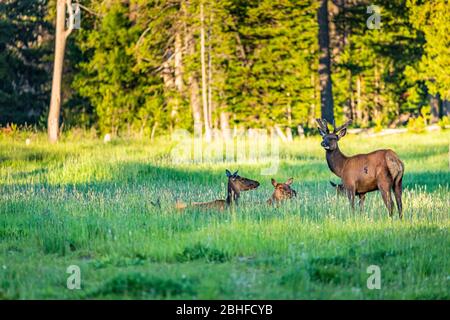 Mulo cervi e riposarsi in un prato al Parco Nazionale di Yellowstone nel Wyoming. Foto Stock