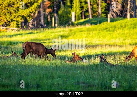 Mulo cervi e riposarsi in un prato al Parco Nazionale di Yellowstone nel Wyoming. Foto Stock
