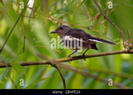 Oriental Magpie-Robin - Copsychus saularis piccolo uccello passerino che era stato precedentemente classificato come un membro della famiglia di torbori Turdidae, giovanile. Foto Stock