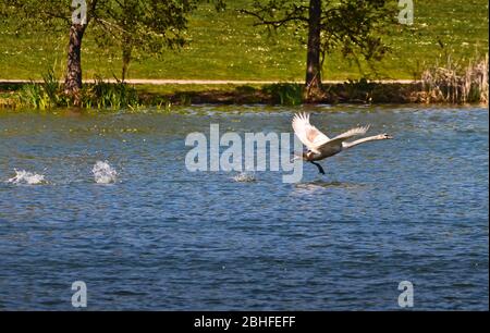 un giovane cigno sta cercando di volare e di guadagnare altezza Foto Stock