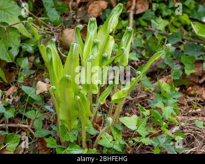 La lingua di giovane Hart ferna in natura. Saplenium scolopendrium. Foto Stock