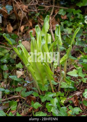 La lingua di giovane Hart ferna in natura. Saplenium scolopendrium. Foto Stock