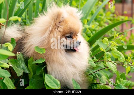 Sorridente Pomerania cucciolo divertente seduto sul verde erba nei cespugli. Verticale da vicino Foto Stock