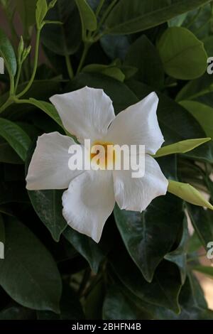 Bianco mandevilla bella fiore jasmine cileno famiglia apocynaceae sfondo stampe di alta qualità Foto Stock