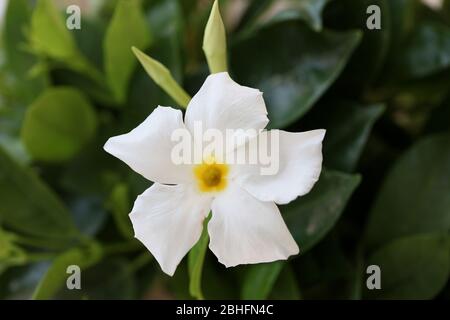 Bianco mandevilla bella fiore jasmine cileno famiglia apocynaceae sfondo stampe di alta qualità Foto Stock