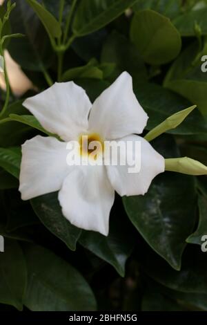 Bianco mandevilla bella fiore jasmine cileno famiglia apocynaceae sfondo stampe di alta qualità Foto Stock