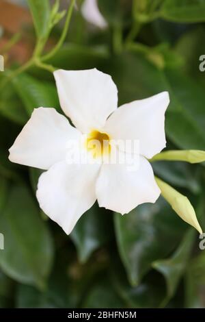 Bianco mandevilla bella fiore jasmine cileno famiglia apocynaceae sfondo stampe di alta qualità Foto Stock