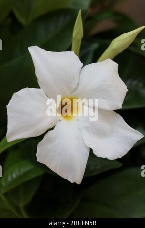 Bianco mandevilla bella fiore jasmine cileno famiglia apocynaceae sfondo stampe di alta qualità Foto Stock