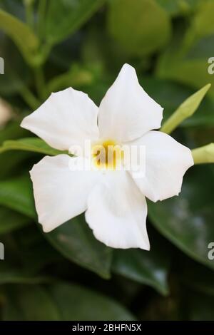 Bianco mandevilla bella fiore jasmine cileno famiglia apocynaceae sfondo stampe di alta qualità Foto Stock