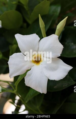 Bianco mandevilla bella fiore jasmine cileno famiglia apocynaceae sfondo stampe di alta qualità Foto Stock