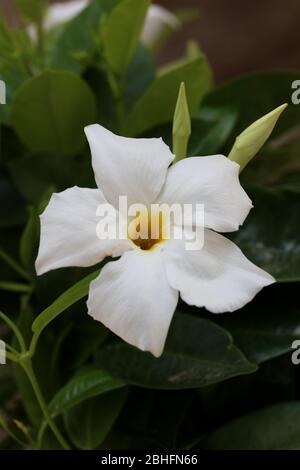 Bianco mandevilla bella fiore jasmine cileno famiglia apocynaceae sfondo stampe di alta qualità Foto Stock