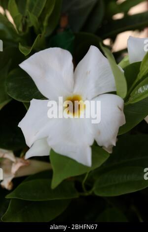 Bianco mandevilla bella fiore jasmine cileno famiglia apocynaceae sfondo stampe di alta qualità Foto Stock