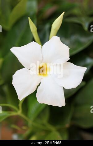 Bianco mandevilla bella fiore jasmine cileno famiglia apocynaceae sfondo stampe di alta qualità Foto Stock