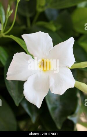 Bianco mandevilla bella fiore jasmine cileno famiglia apocynaceae sfondo stampe di alta qualità Foto Stock