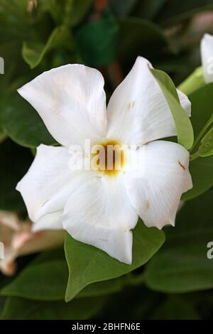 Bianco mandevilla bella fiore jasmine cileno famiglia apocynaceae sfondo stampe di alta qualità Foto Stock