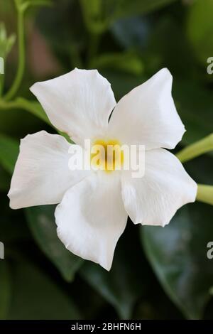 Bianco mandevilla bella fiore jasmine cileno famiglia apocynaceae sfondo stampe di alta qualità Foto Stock