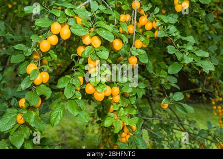 Primo piano di prugne mirabelle mature su alberi da frutto in un giardino britannico Foto Stock