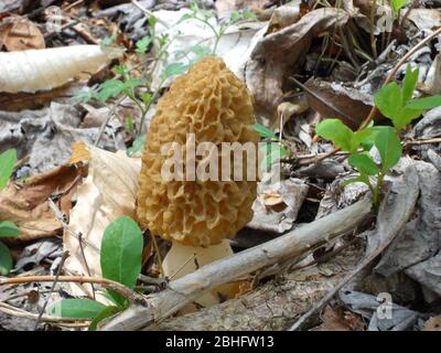 Lone Morel Mushroom tutto da solo nei boschi Foto Stock