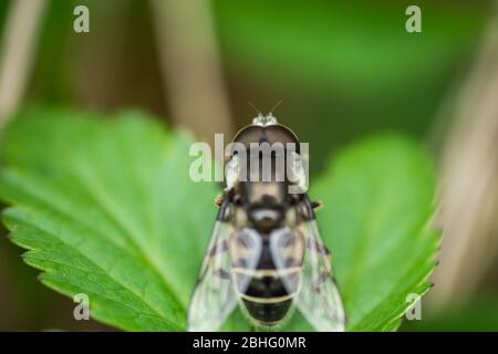 Drone con spalla nera vola a Springtime Foto Stock