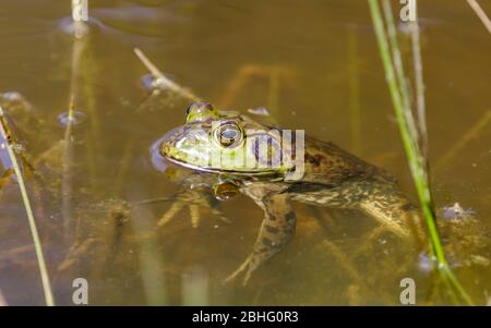 American Bullfrog in habitat acquatico naturale Foto Stock