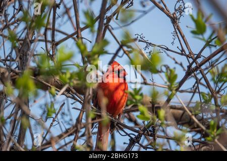 Il Cardinale del Nord è arroccato su Branch a Springtime Foto Stock