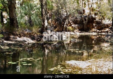 I gigli d'acqua (Ninfaea violacea), i paperbarks (Melaleuca leucaraddra) e le palme di livistona sono una piccola piscina, Kimberley, Australia Occidentale Foto Stock