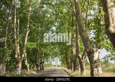 Strada paesaggio, strada rurale stretta, fiancheggiata da alberi, vicino Carmelo, Uruguay. Il sole del pomeriggio proietta le lunghe ombre degli alberi sull'asfalto. Foto Stock