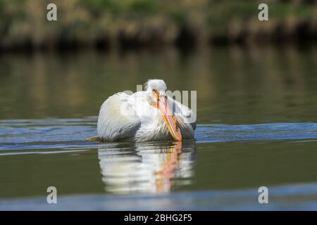 Pellicani nuotare in un stagno Foto Stock