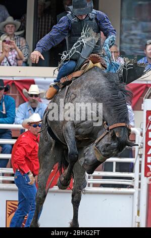 Cavaliere in sella al cavaliere del Calgary Stampede Alberta Canada Foto Stock